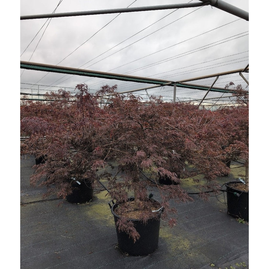 Japansk lönn – Acer pal. 'Tamukeyama' - 50 CM Stem Cont.